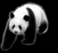 Panda!
